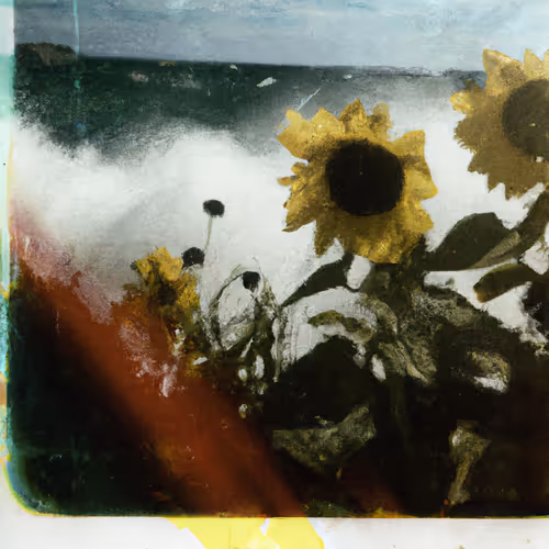 Tsunflower Chaos #197