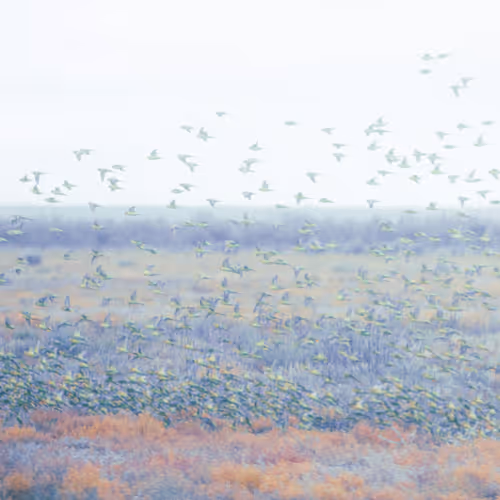 Budgies Dreams