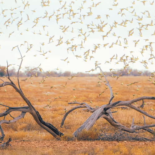 Budgie Tree