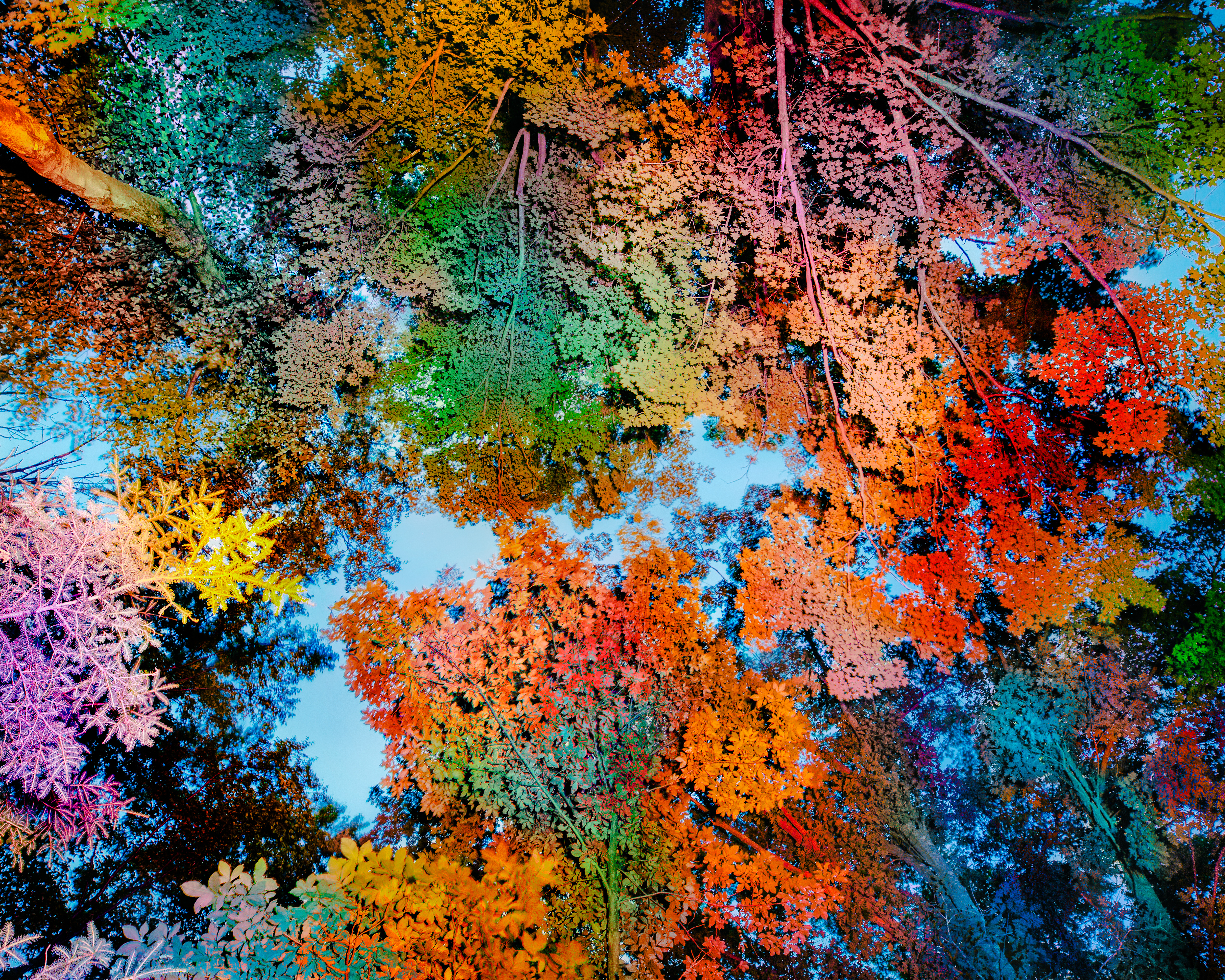 Canopy #11