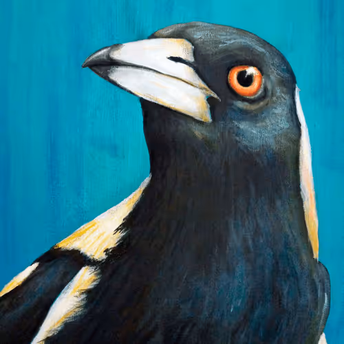 Australian Magpie