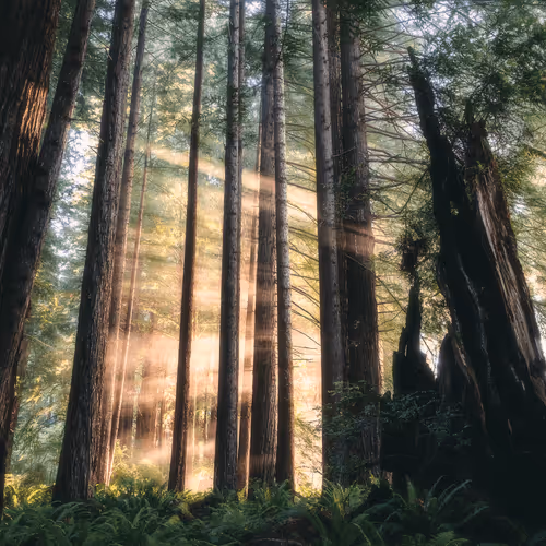 Redwood Rays 