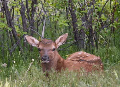 Hidden Elk Calf 