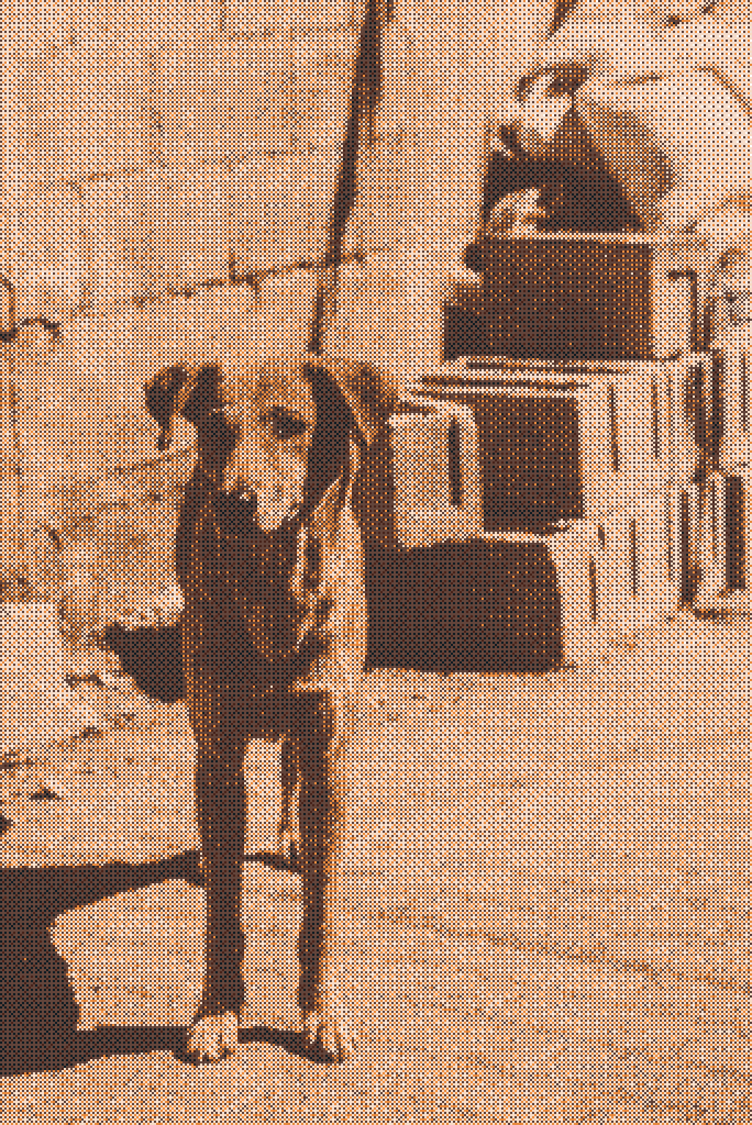 Amigo