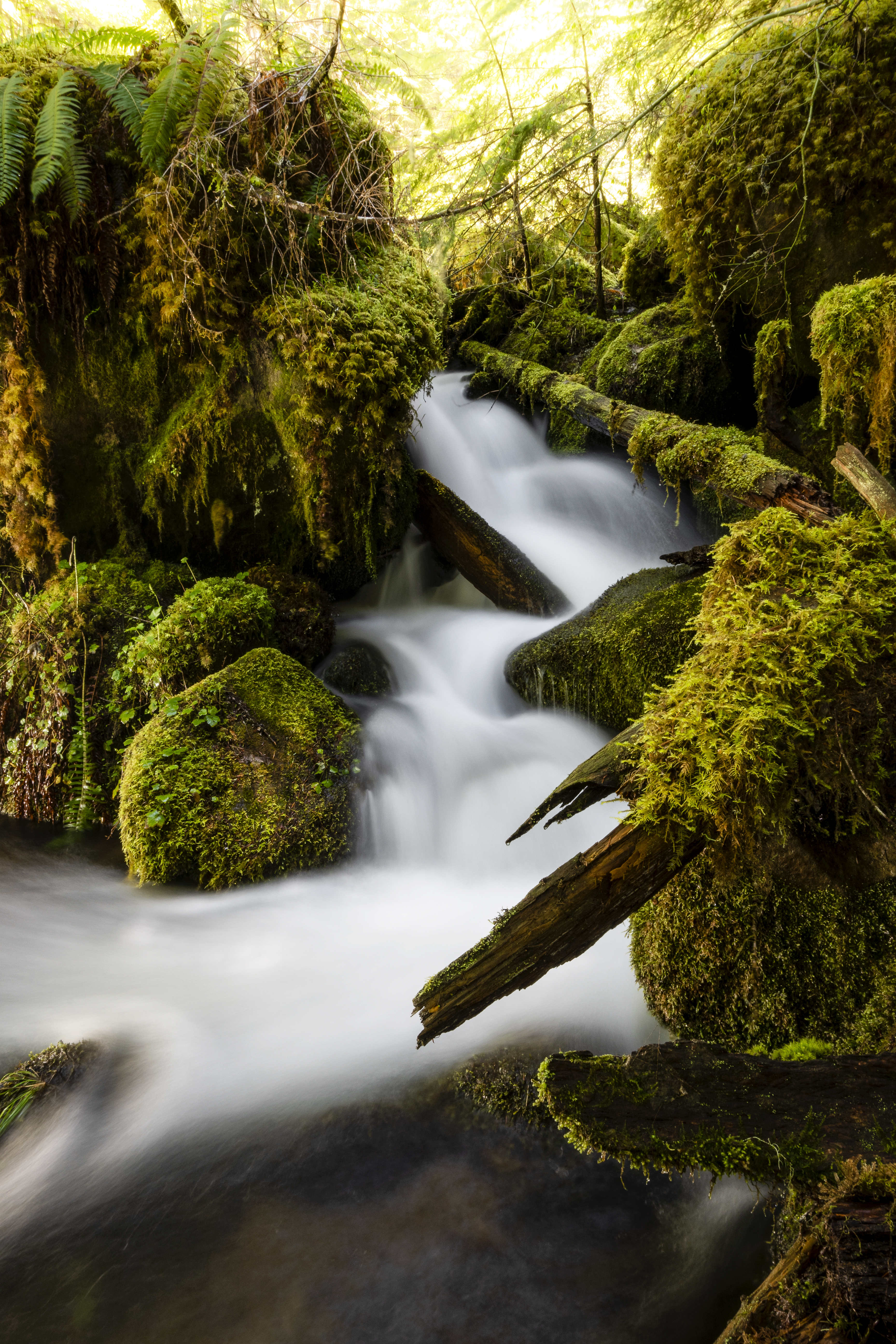 14 - White Water Mosses