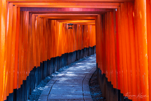 Torii Gates