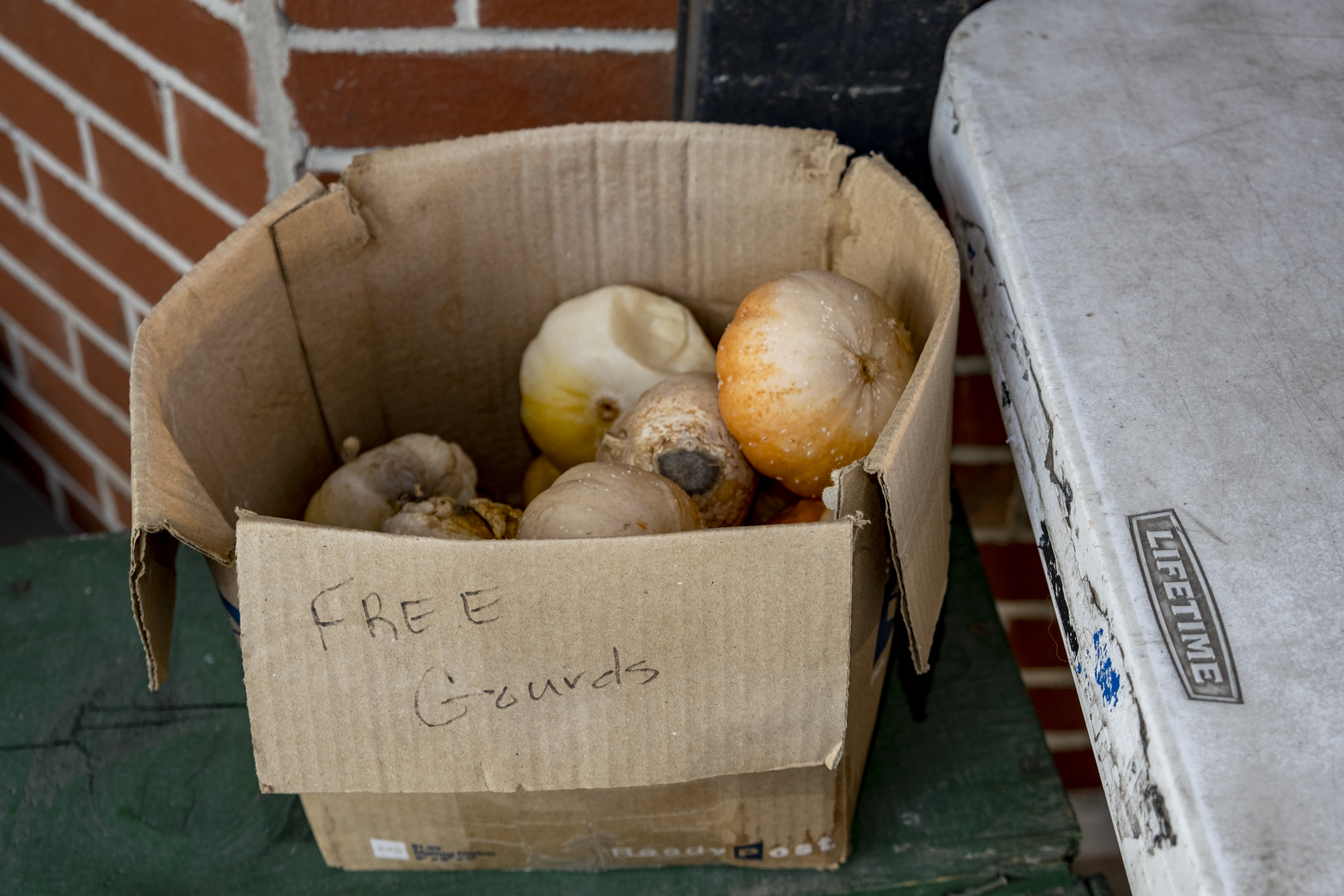 FREE Gourds #10/69