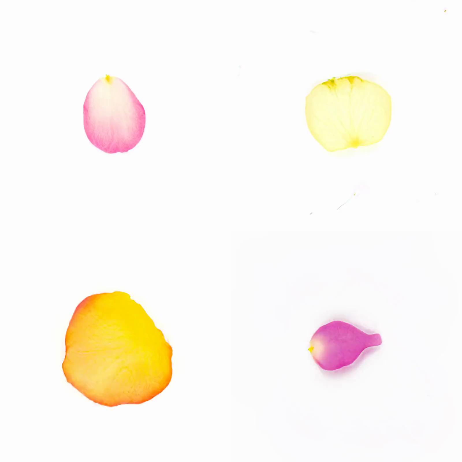 Infinite Petals 2x2#3117