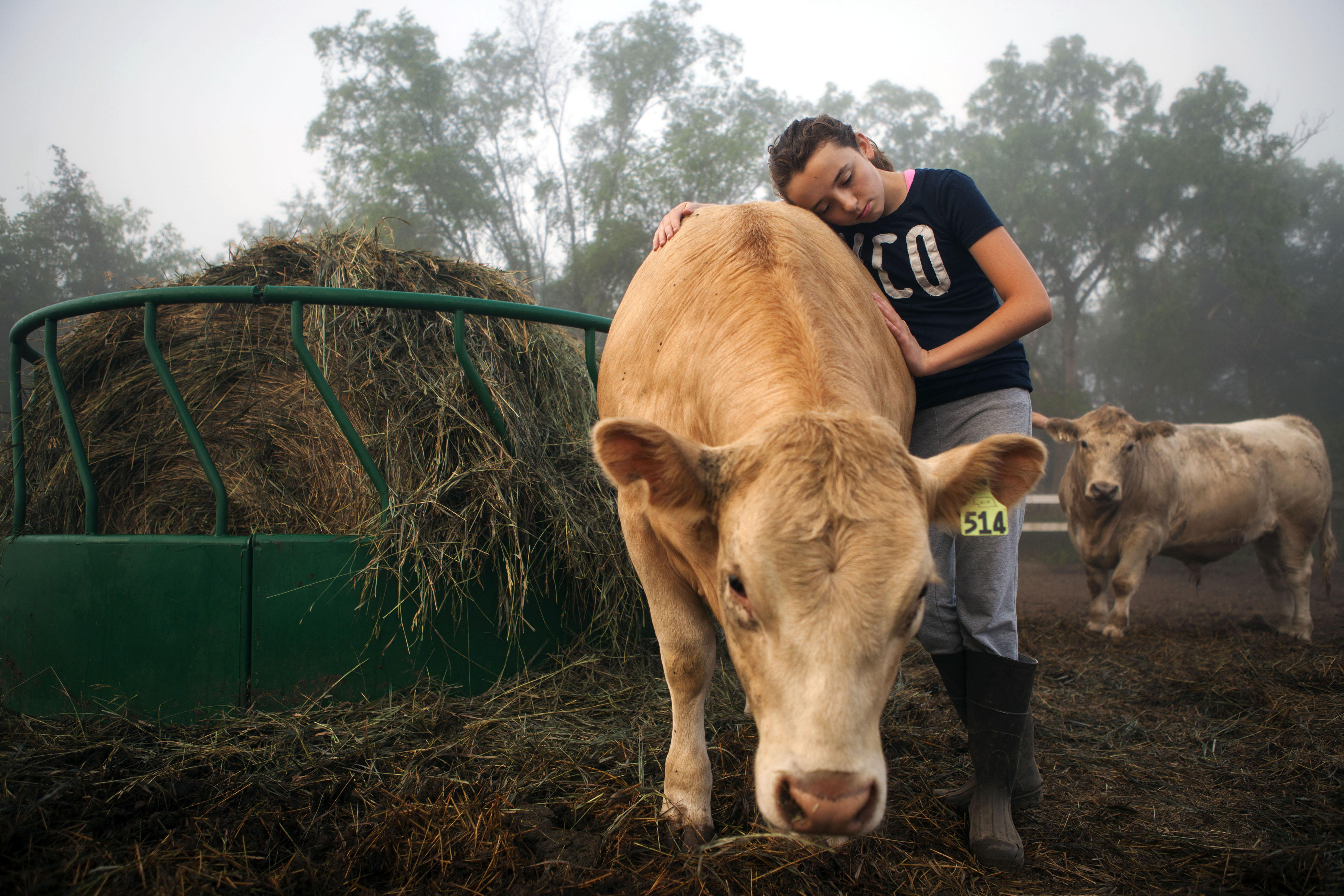 bovine love