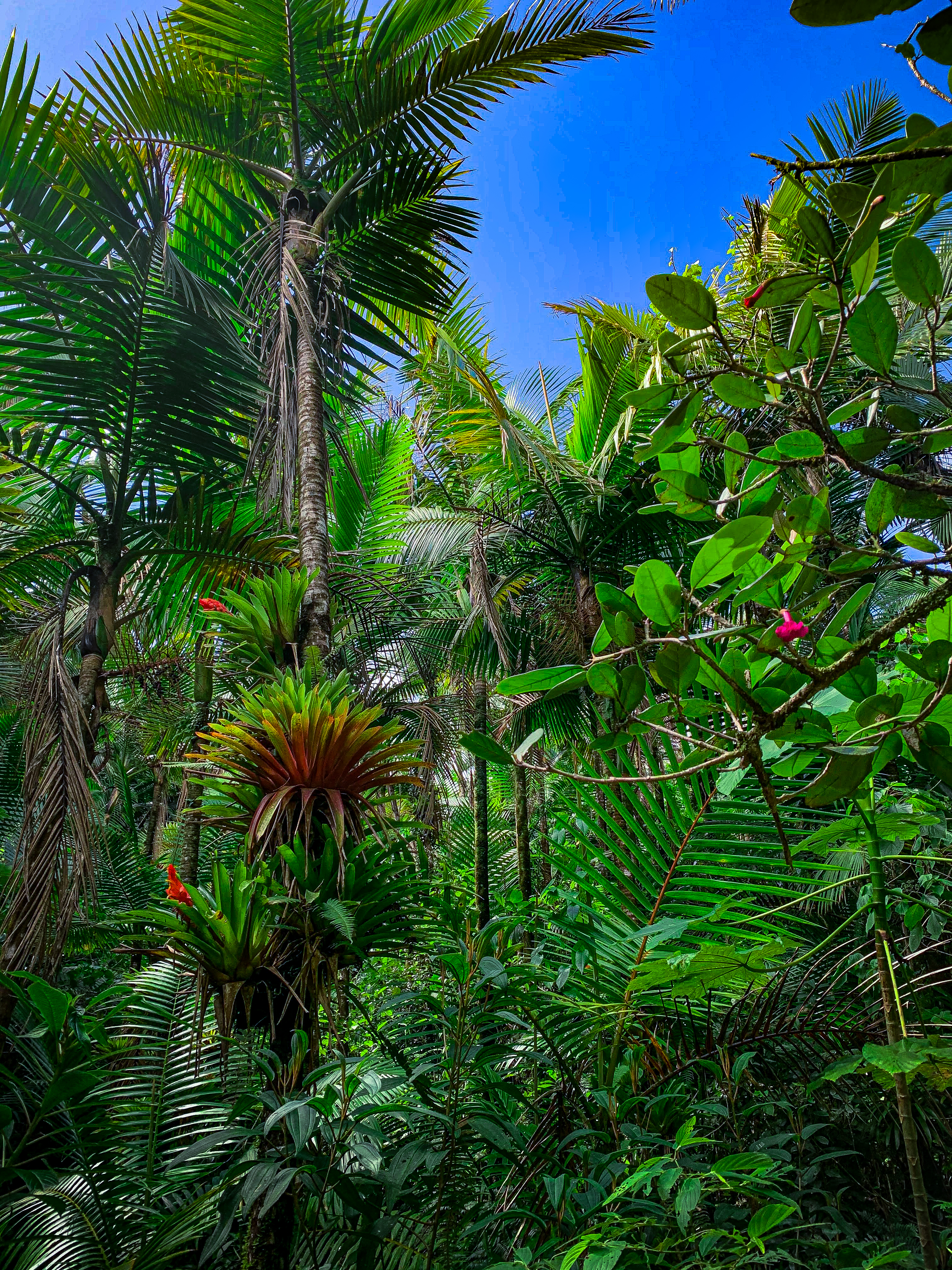 Happy in the Jungle