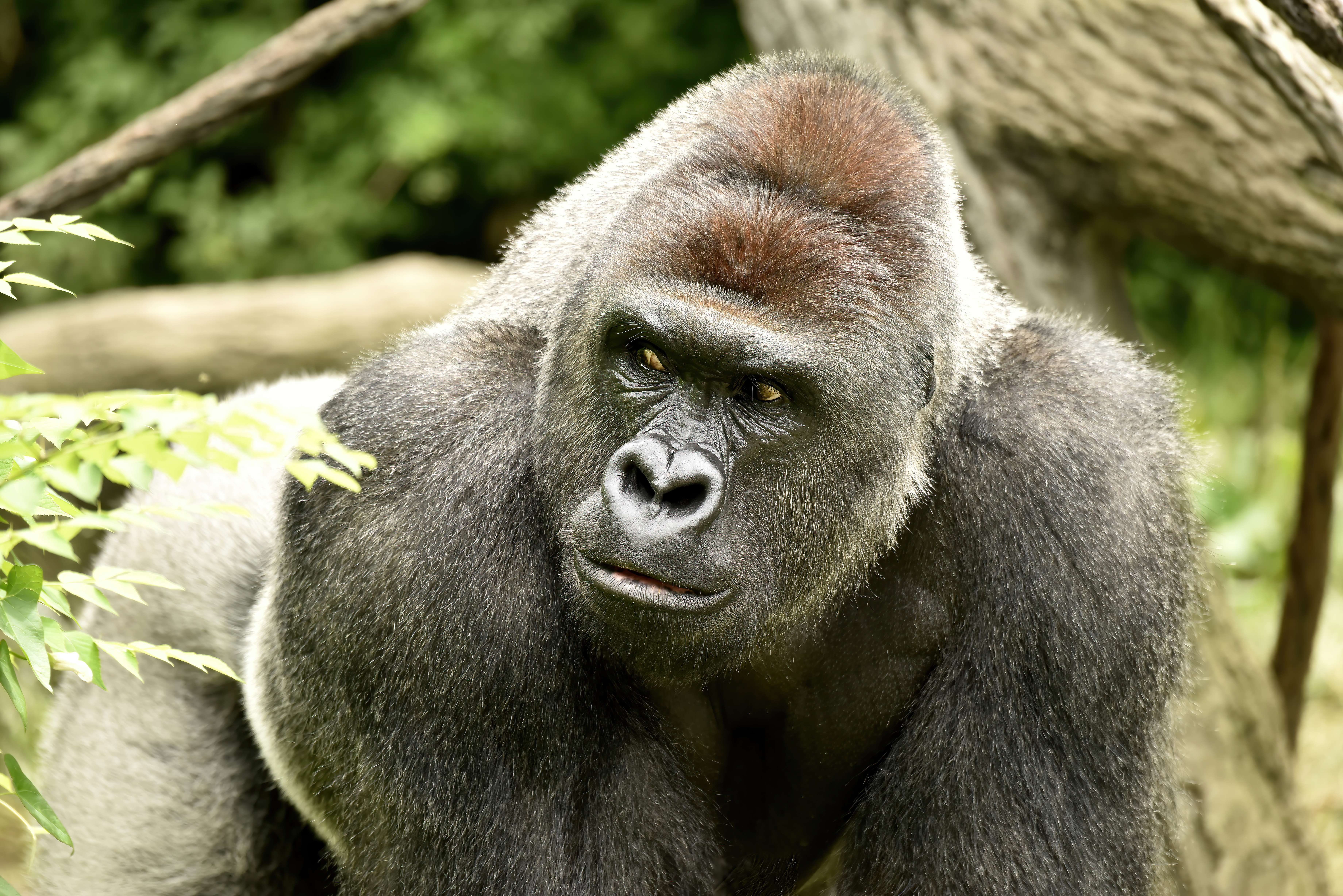 HARAMBE: LEGENDS #83