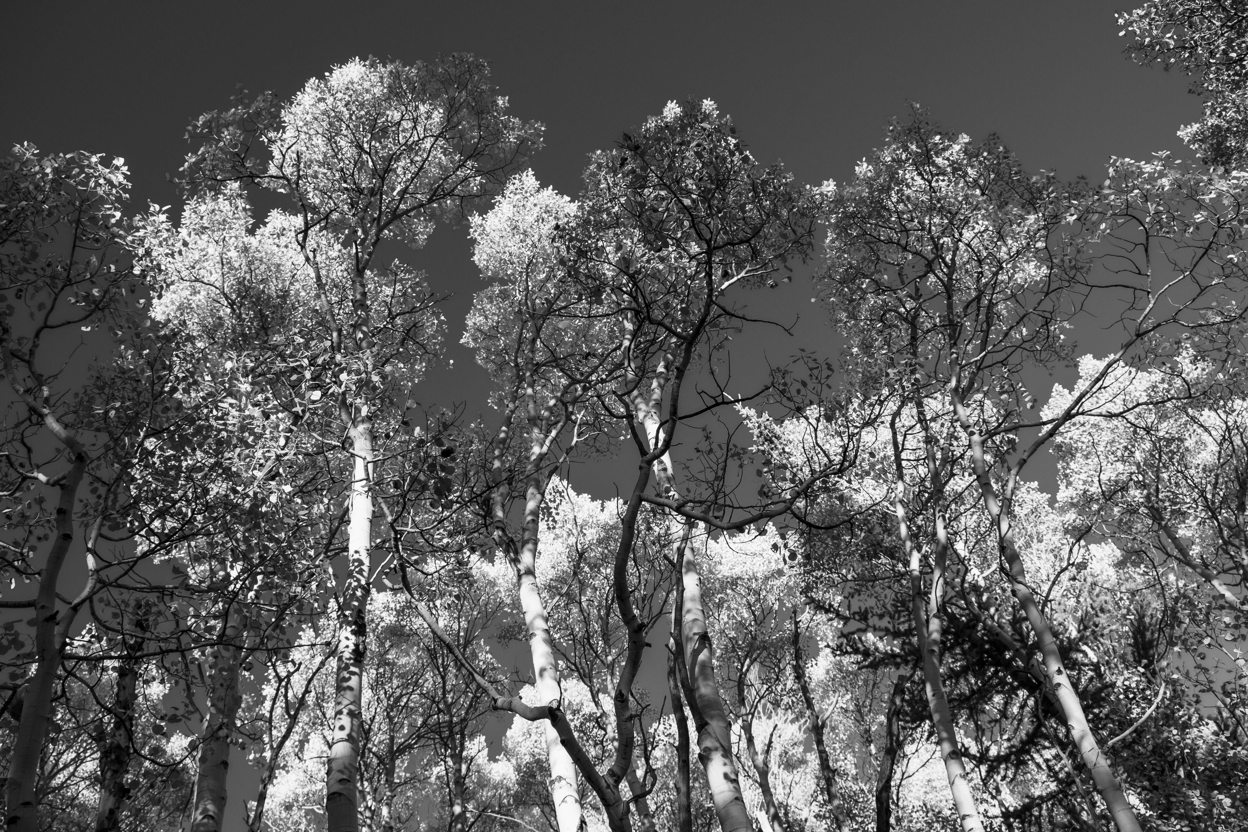 Heliotropic