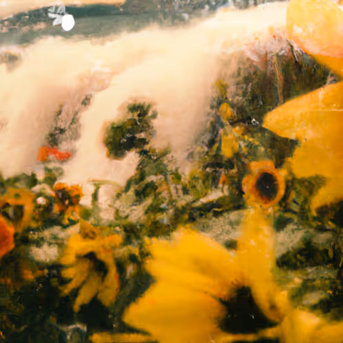 Tsunflower Chaos #112