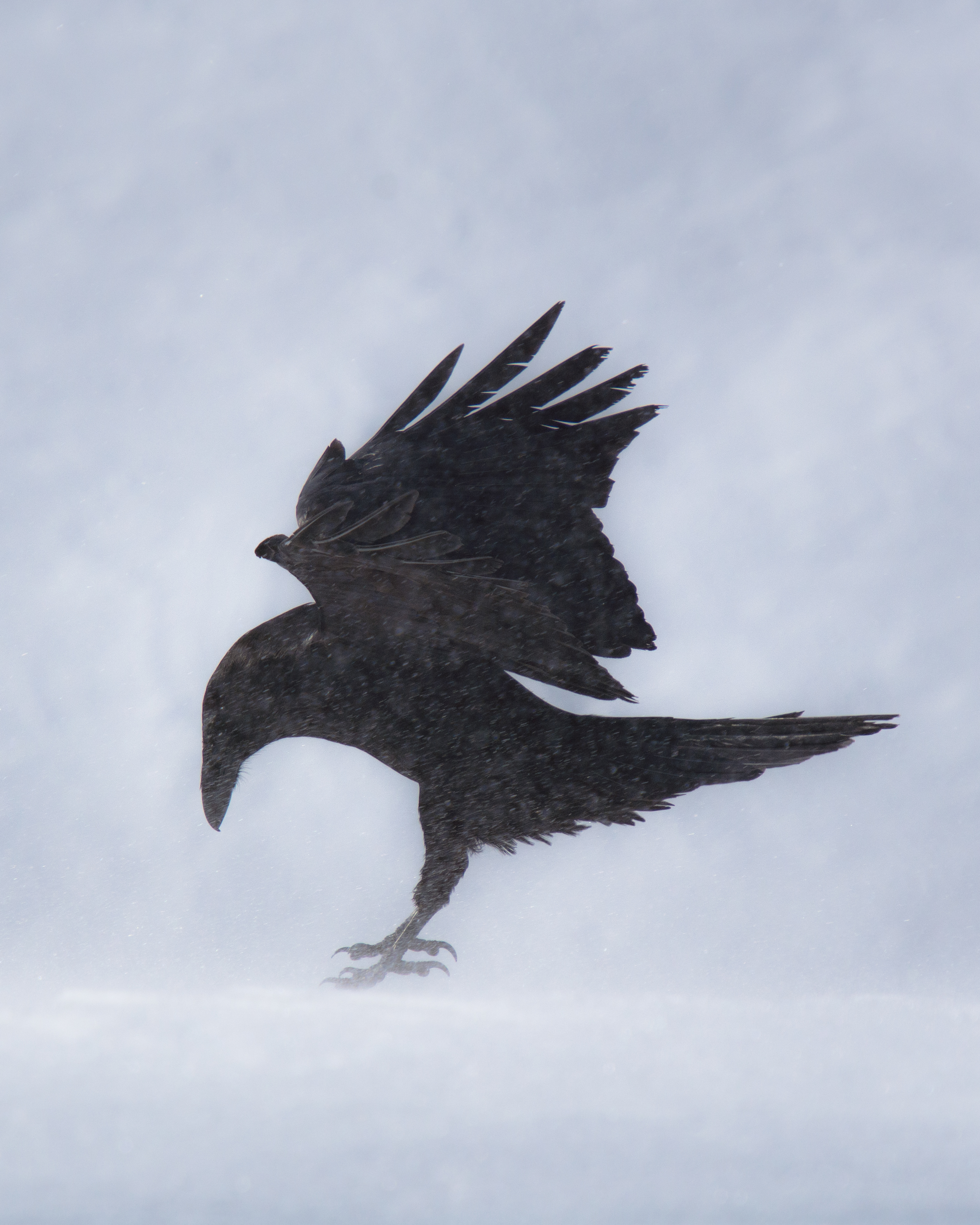 The Crow