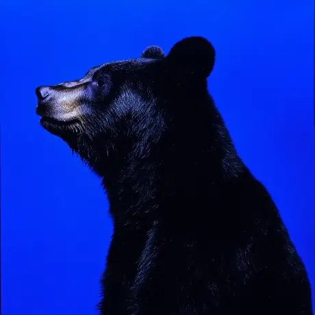 bear #3054