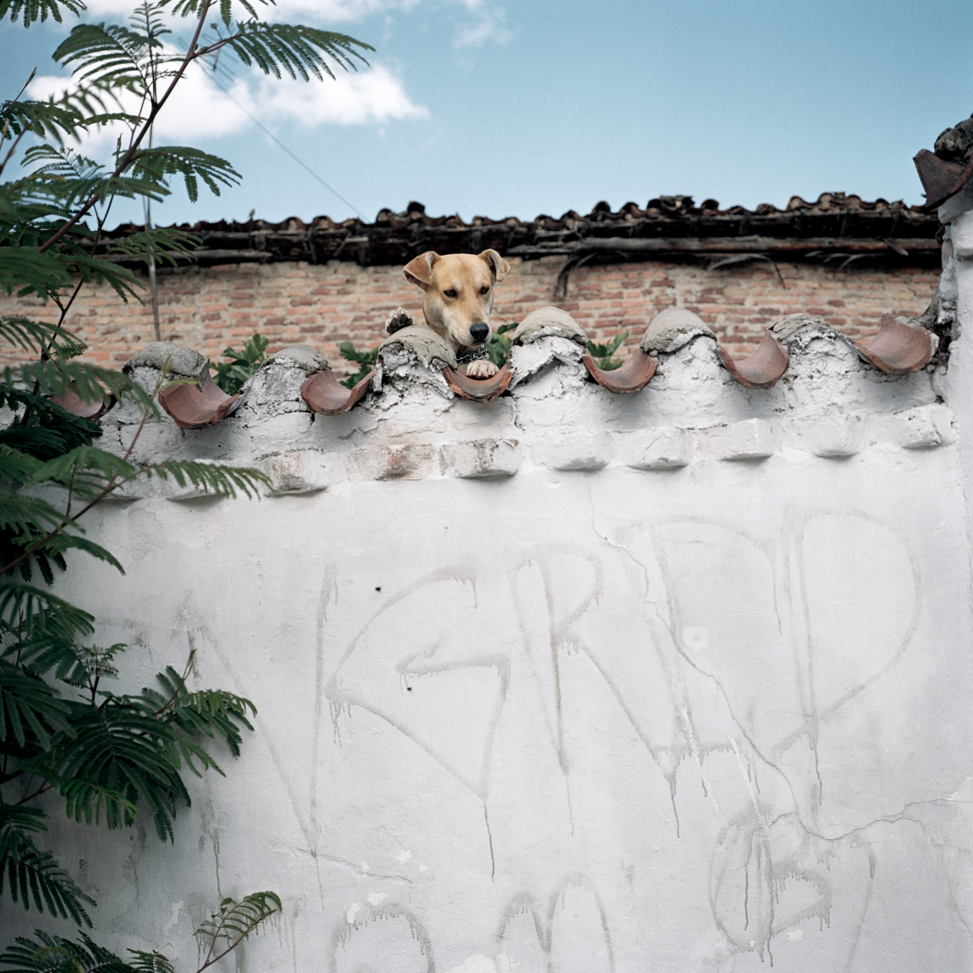 Dog Days, Bogotá #25