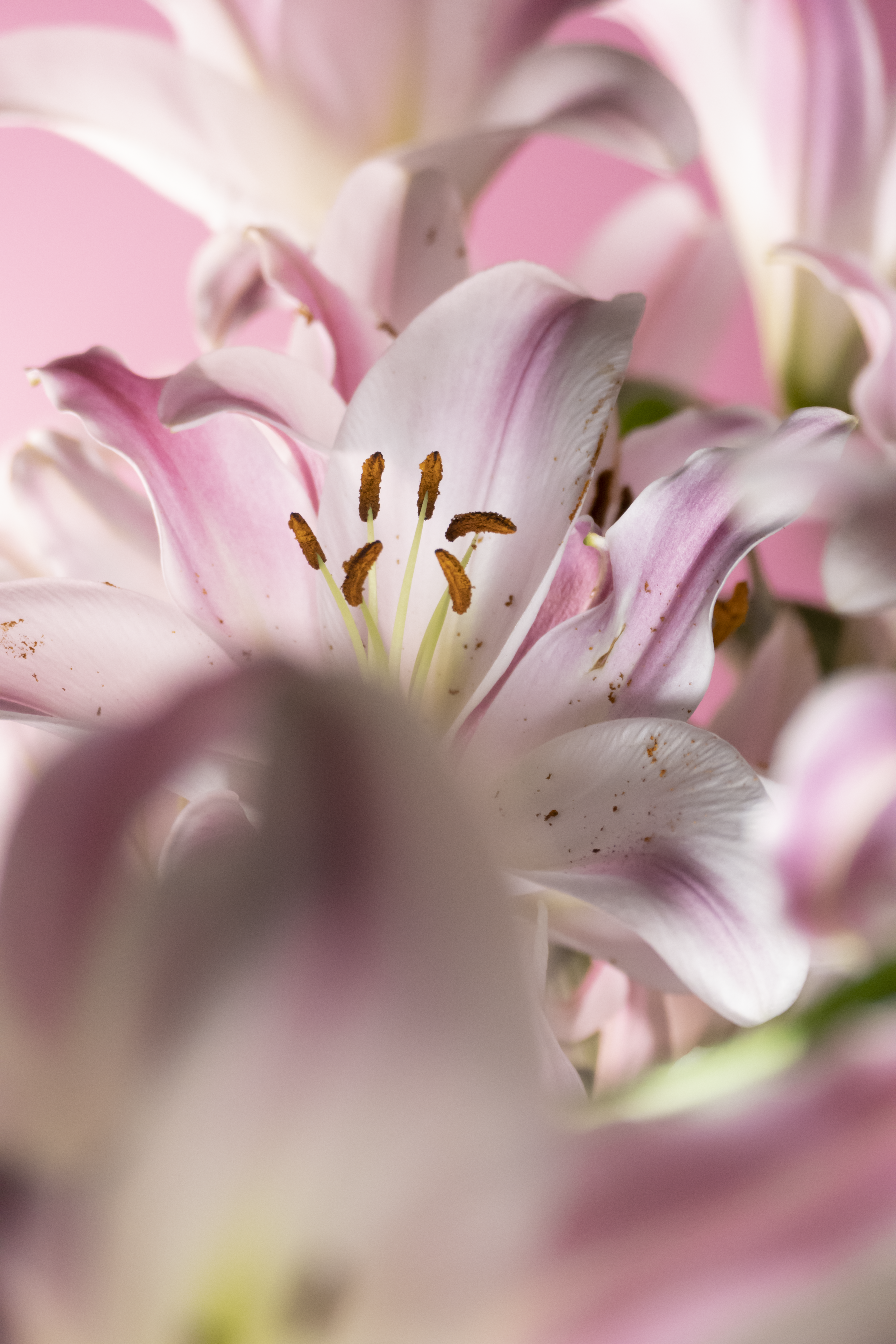 Floriography.3