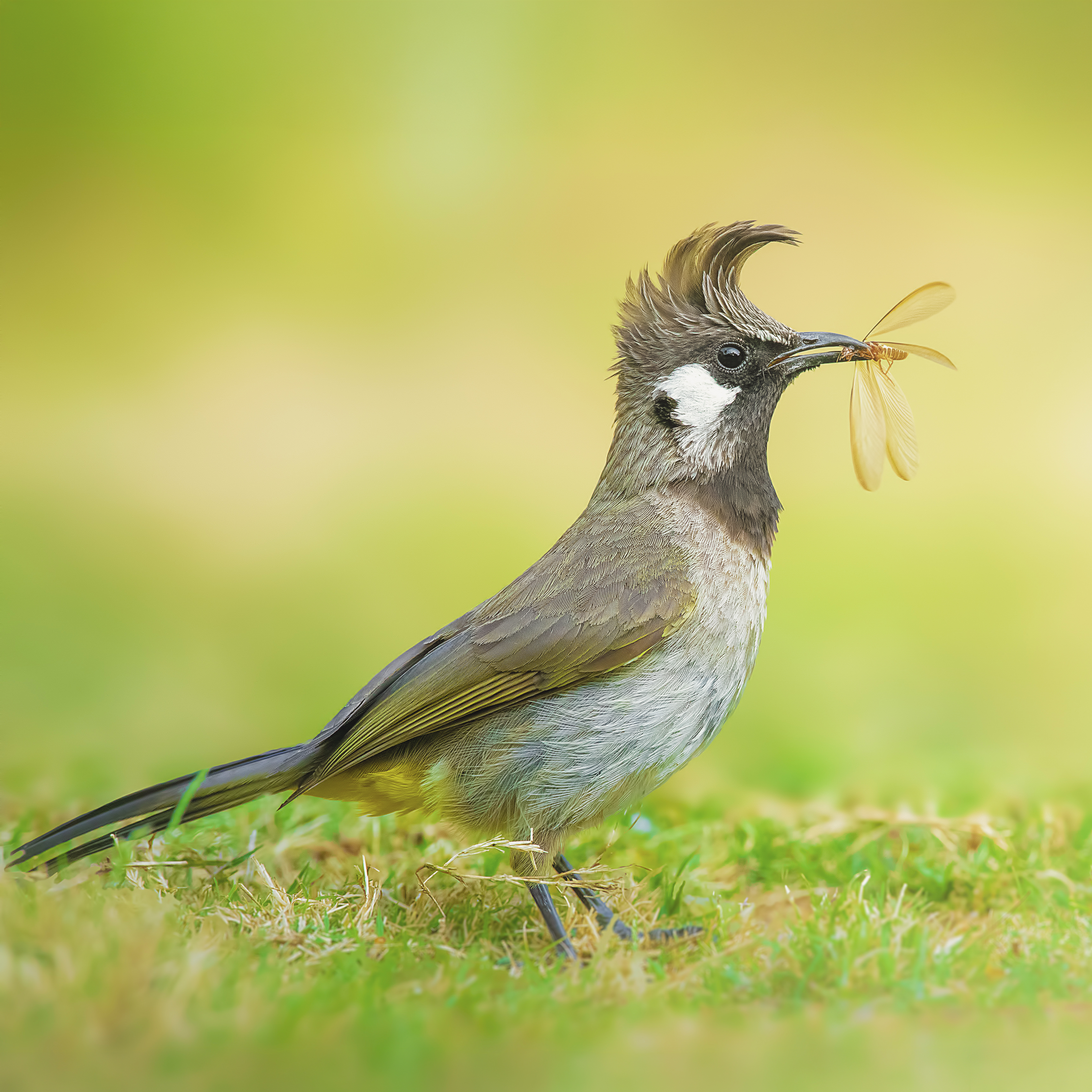 Himalayan Bulbul