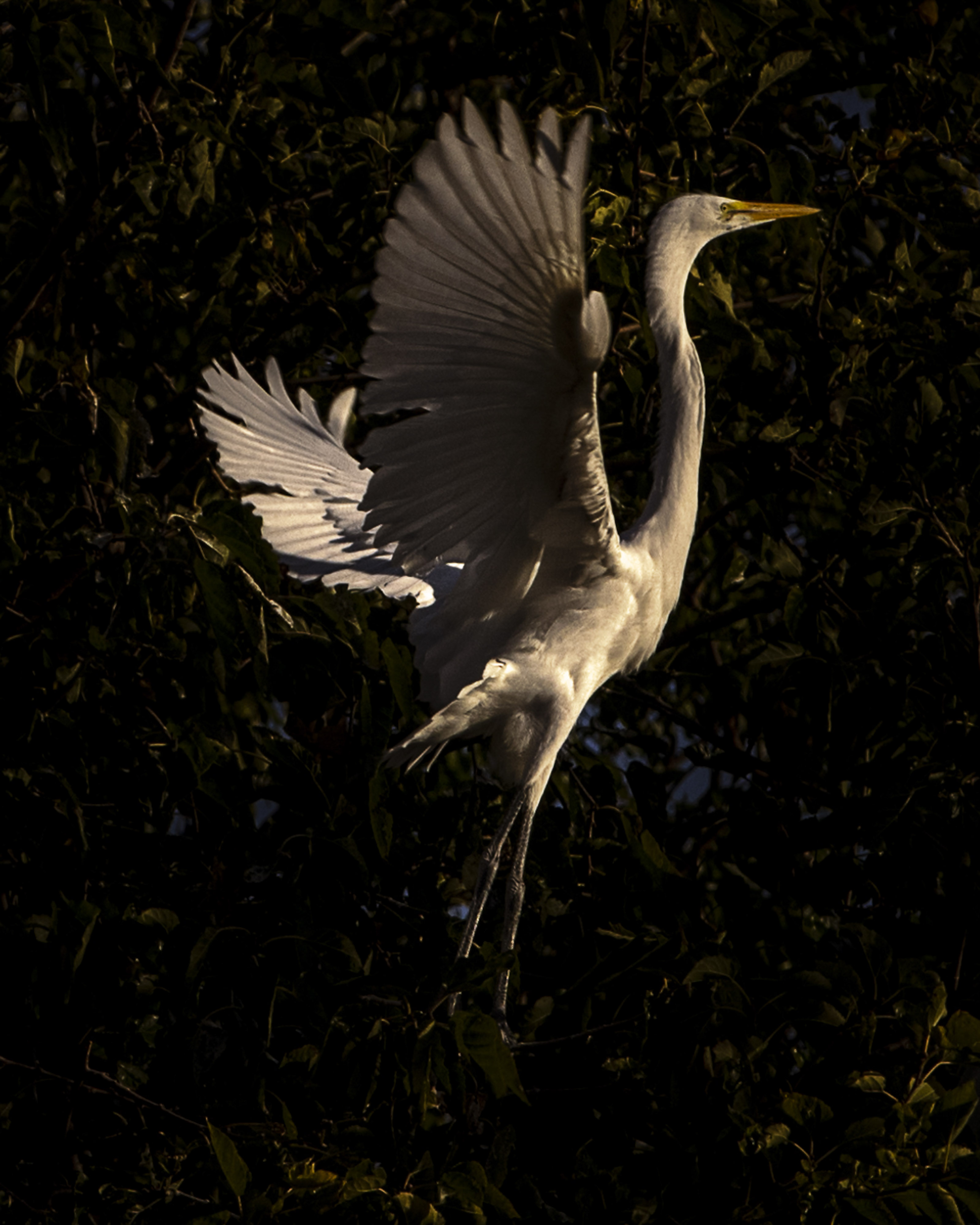 Everyone in Me Is a Bird 033 - Now 
