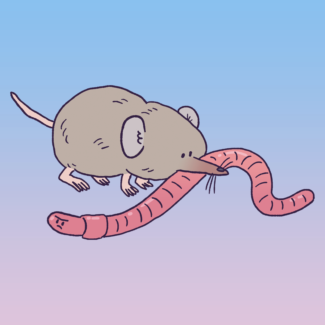 Pygmy Shrew #1206