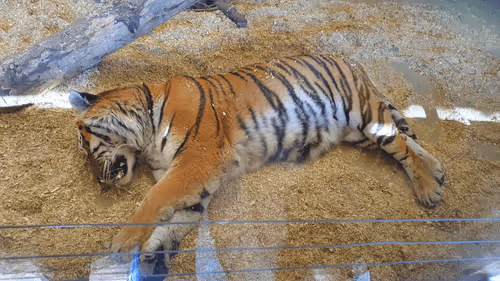 Tiger