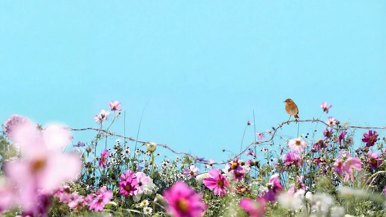 Nimbus, Caroline's Meadow