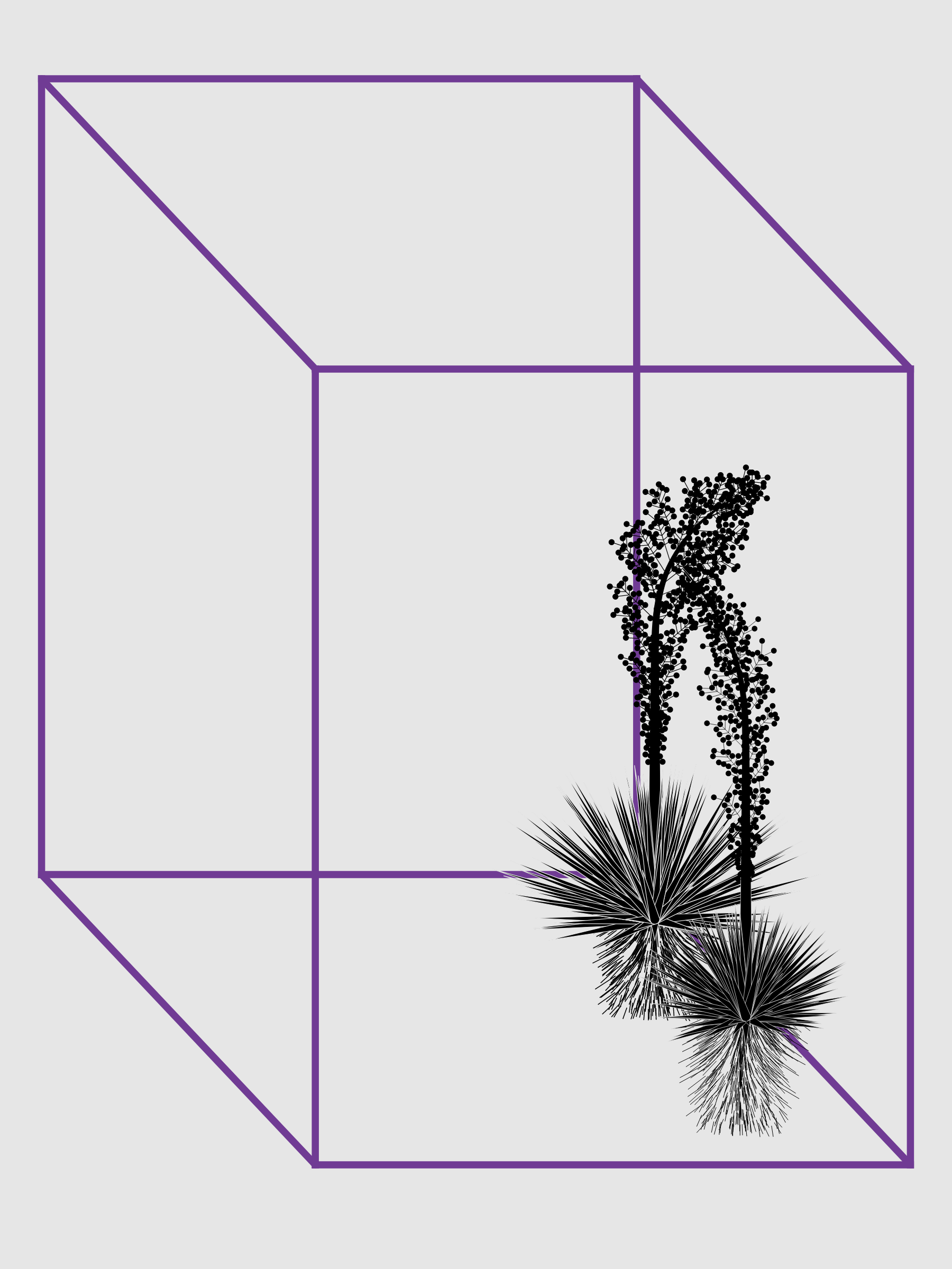 Marfa Yucca #348