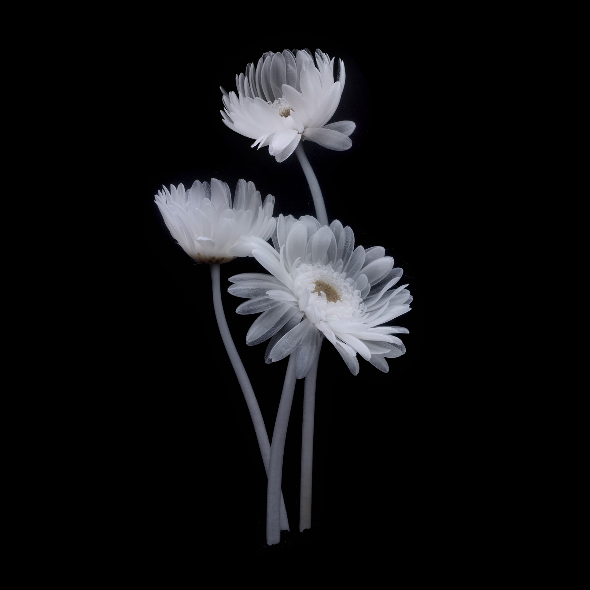 Gerbera Daisies