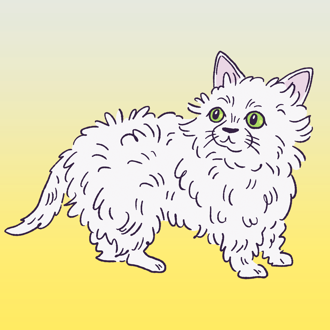 Selkirk Rex #1707