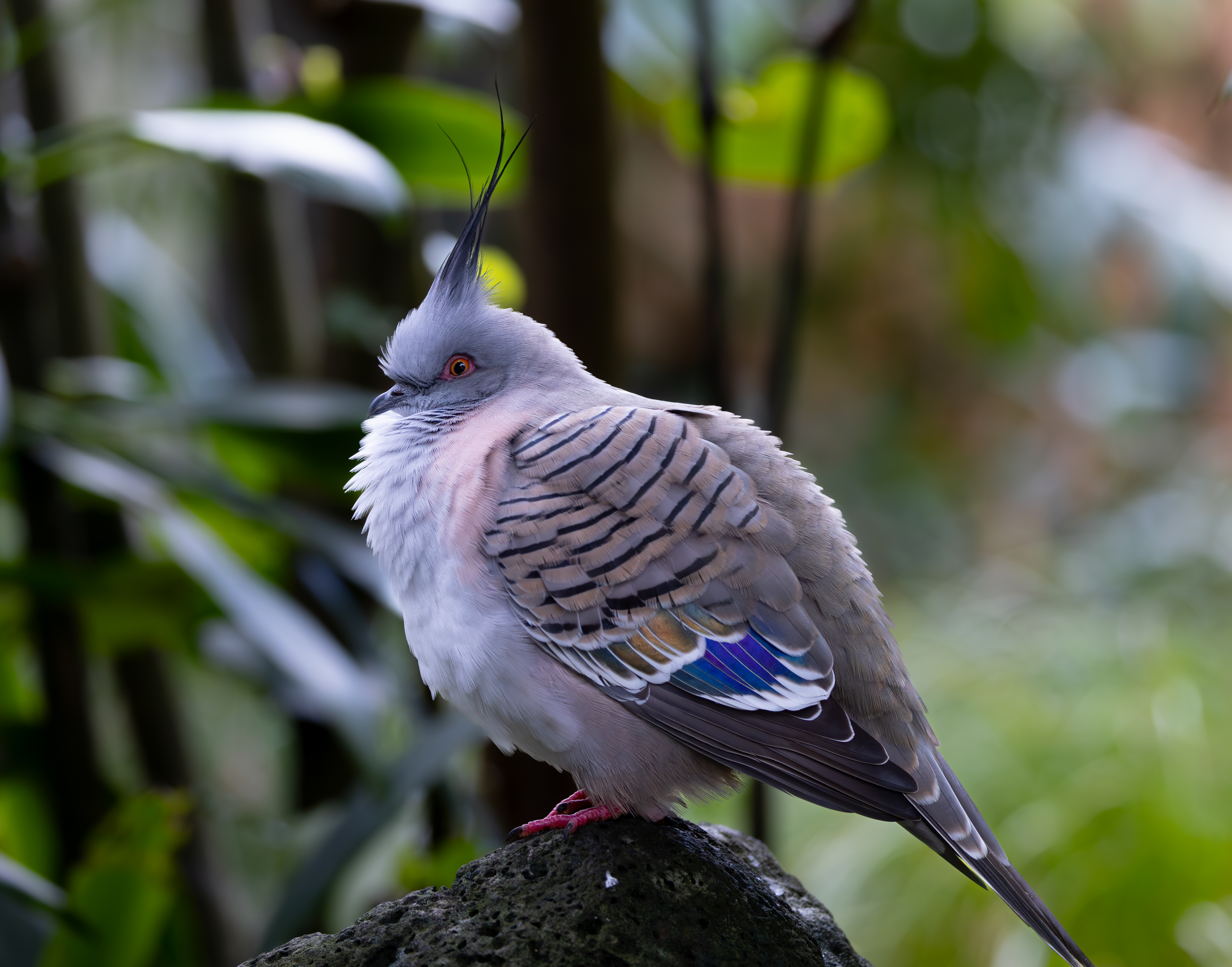 Crowned in Feathers