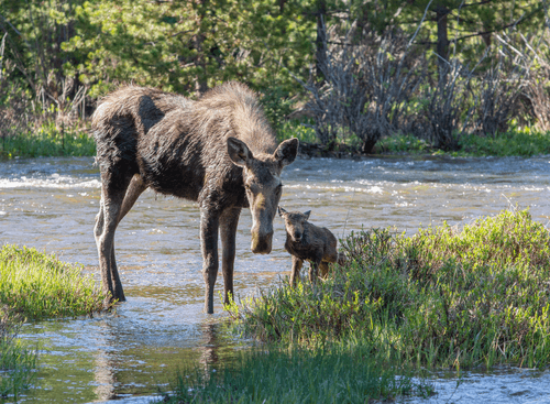 Balance #48 Moose