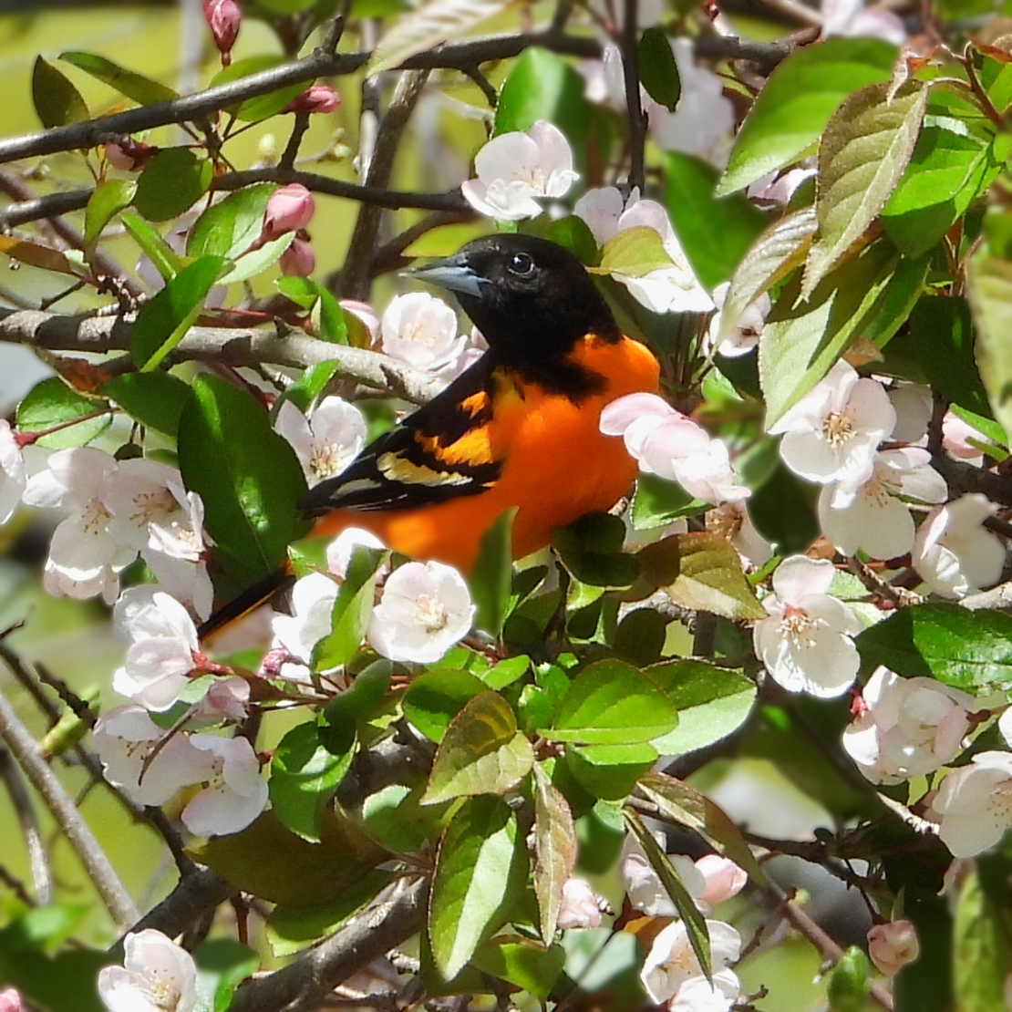 Blossom Oriole
