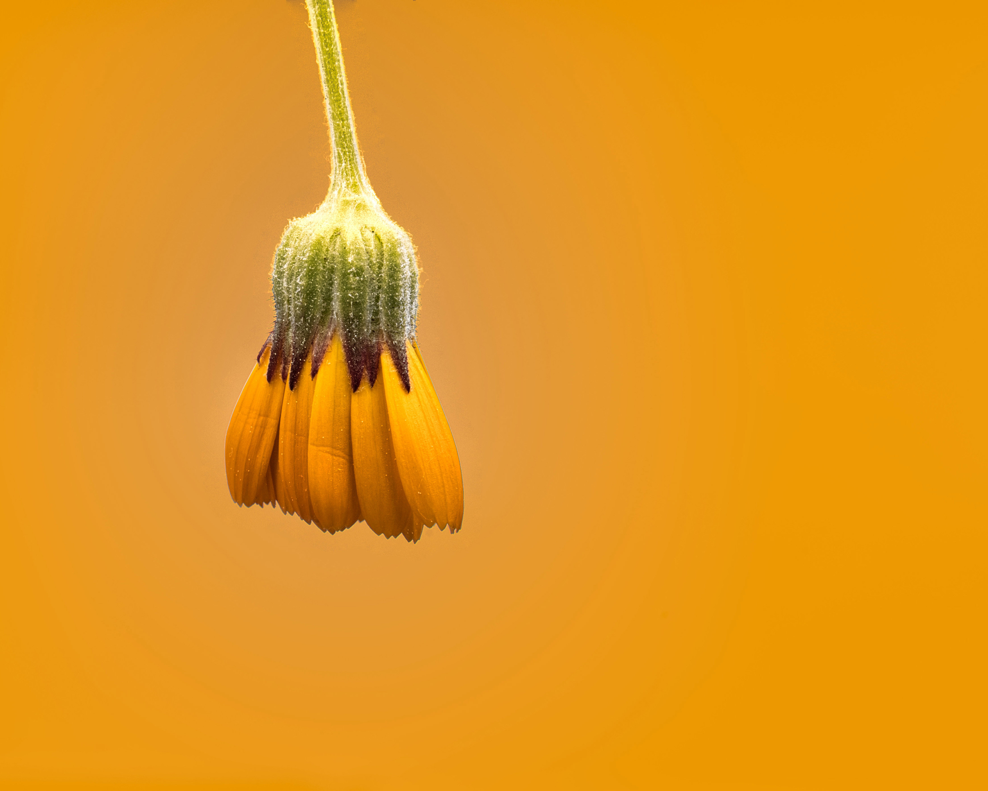 Flower 1