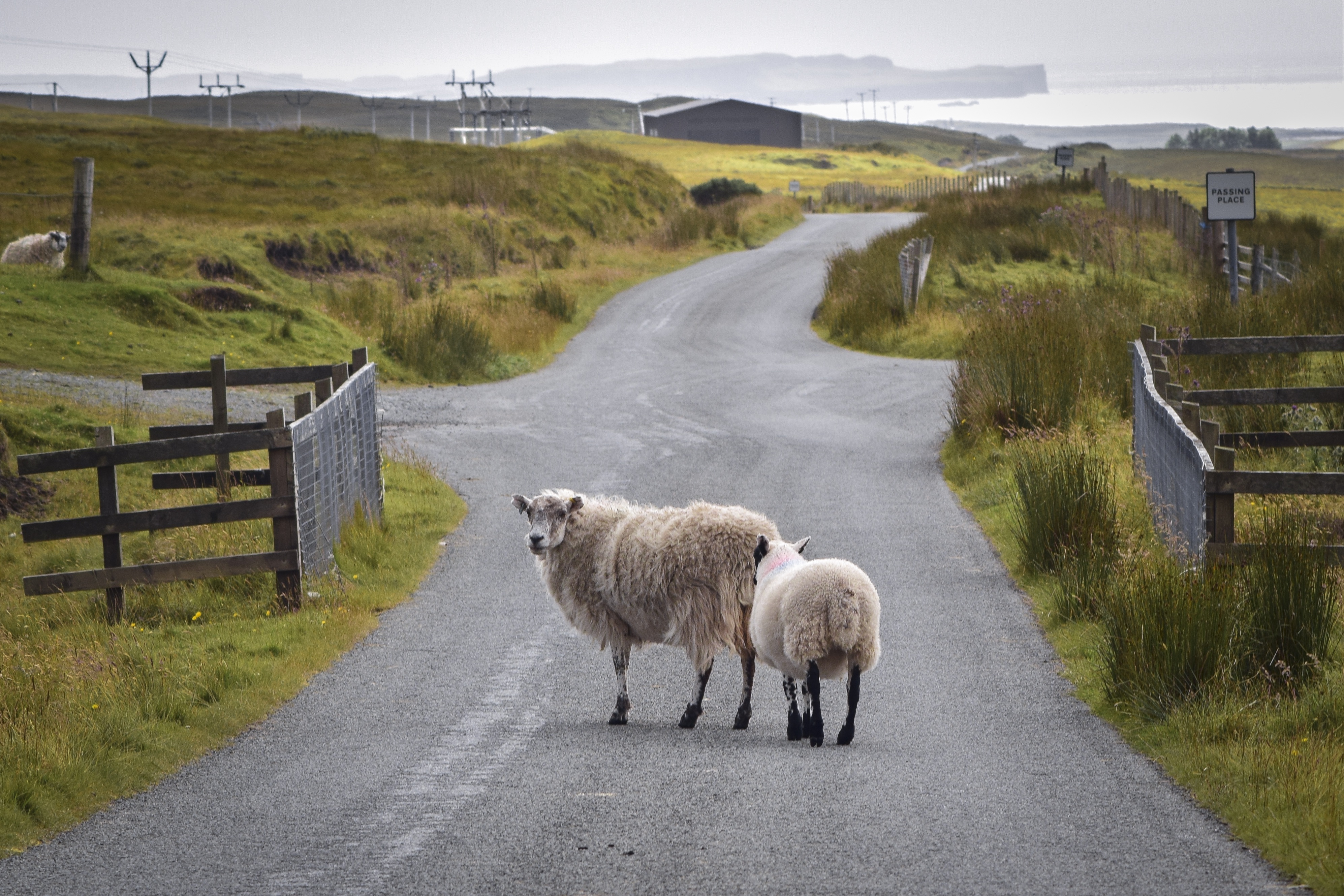 sheep