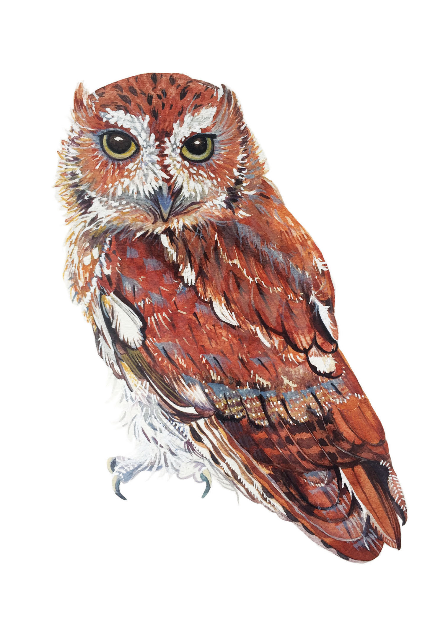 Owls: 404
