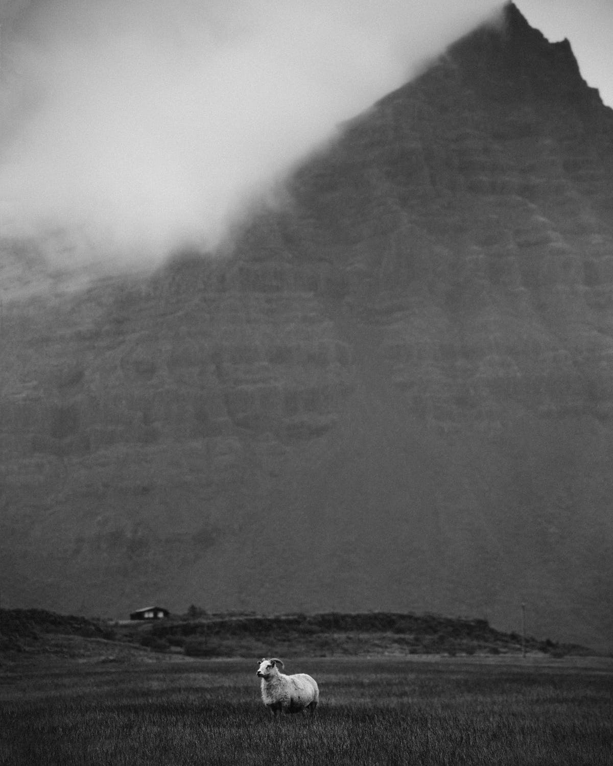 sheep