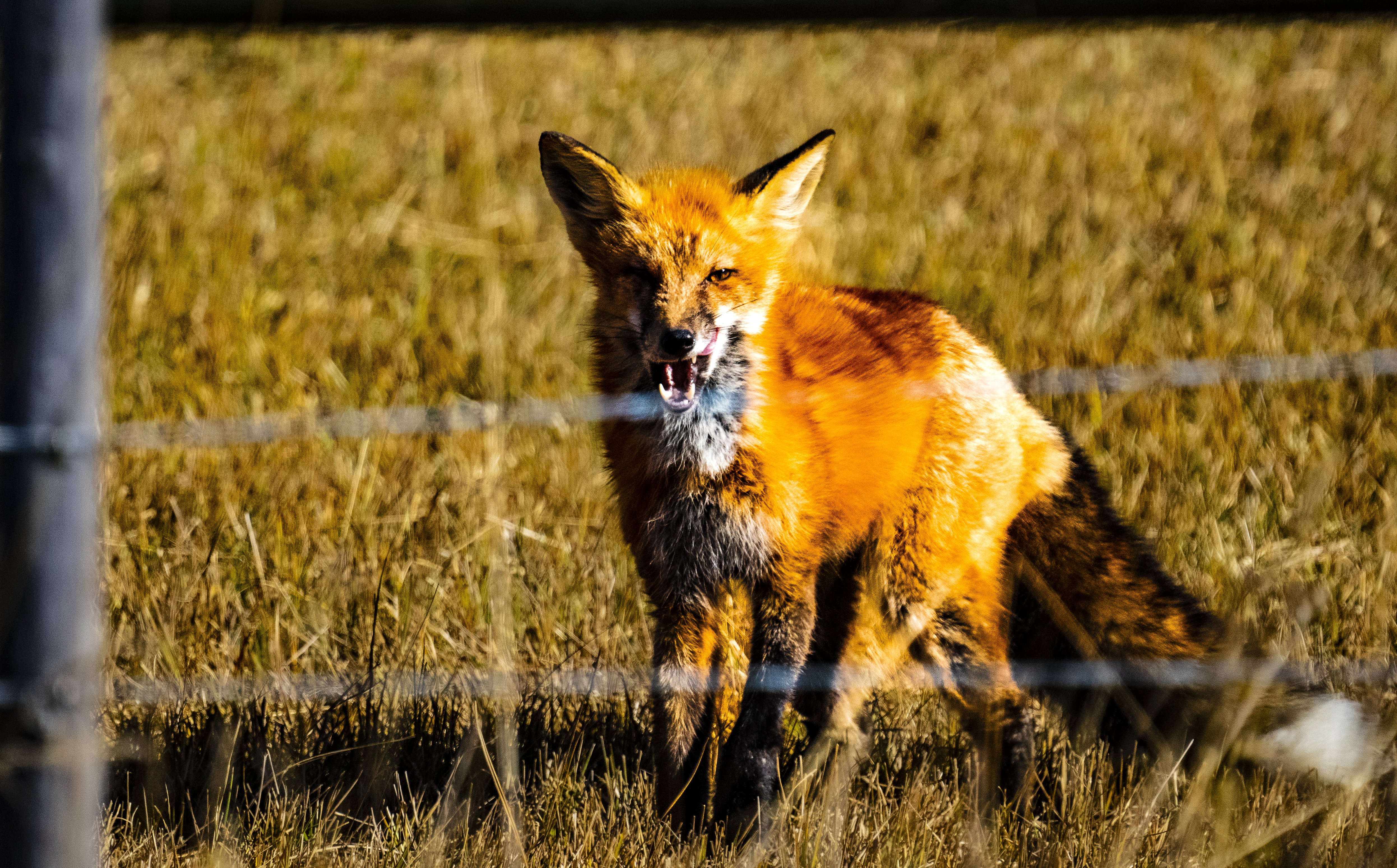 Red Fox