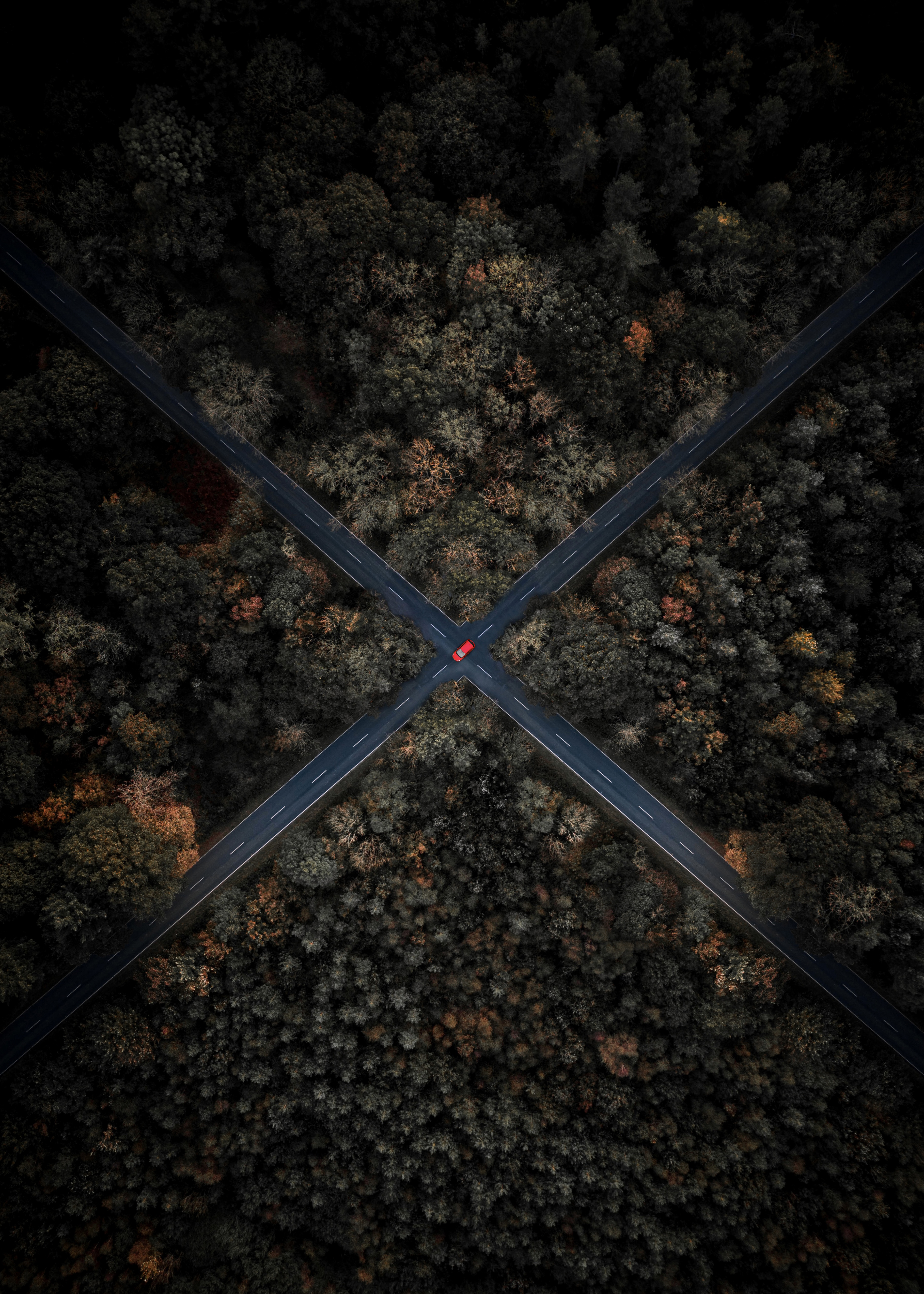 Moody Autumn Forest
