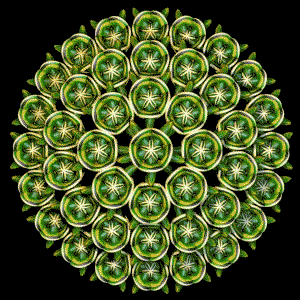 Flower 8