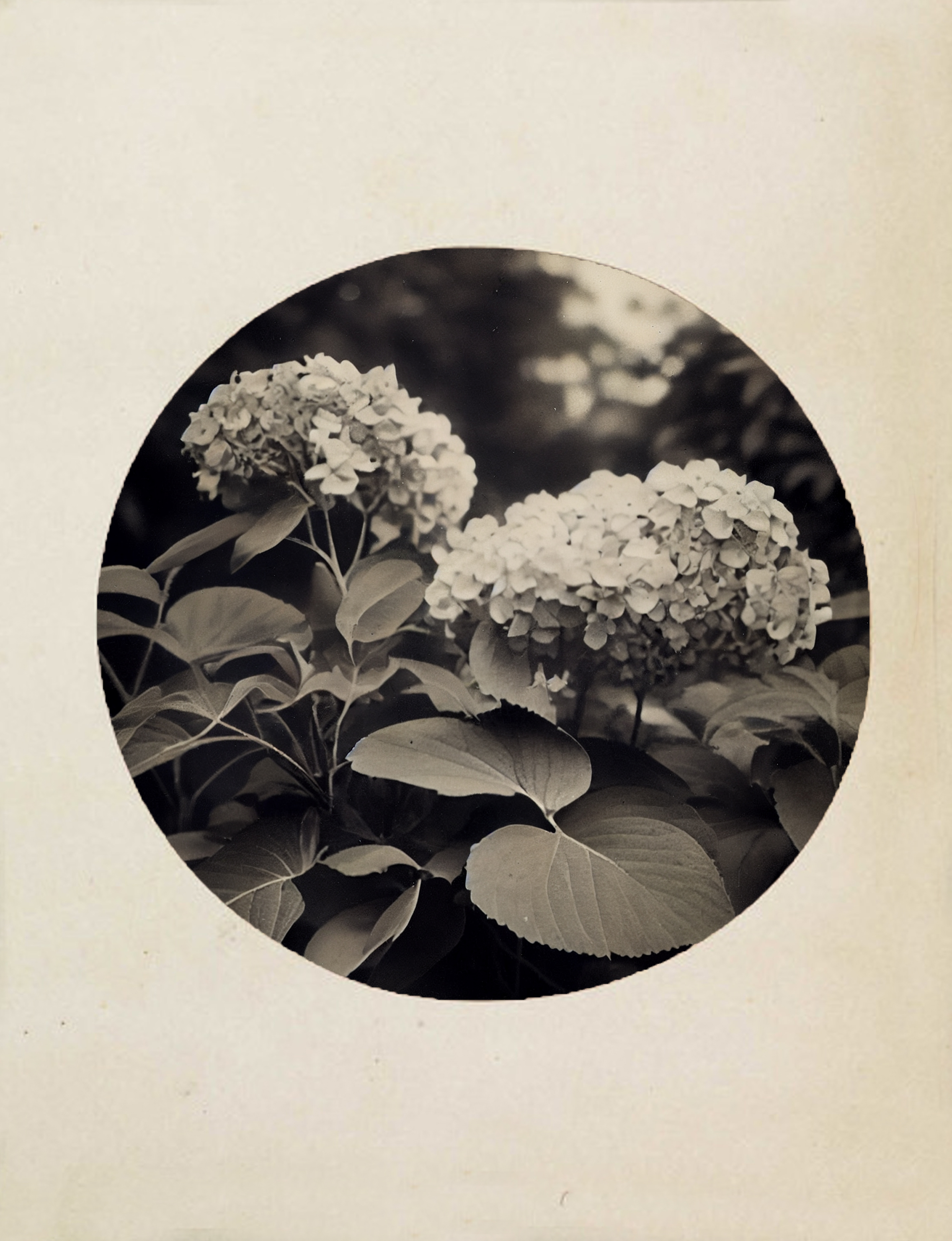 Hydrangea, Kodak No. 1, 1889