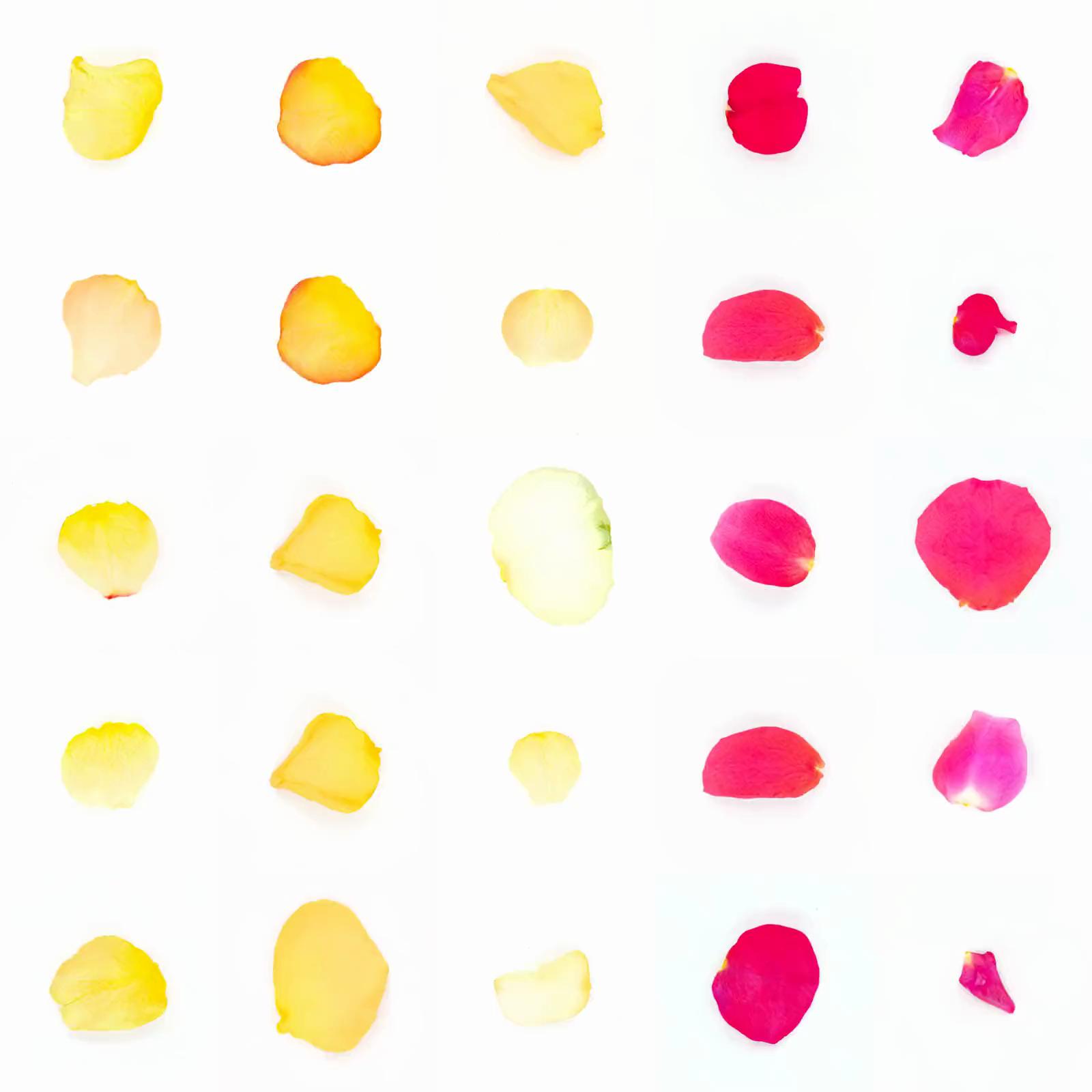 Infinite Petals 5x5#20879