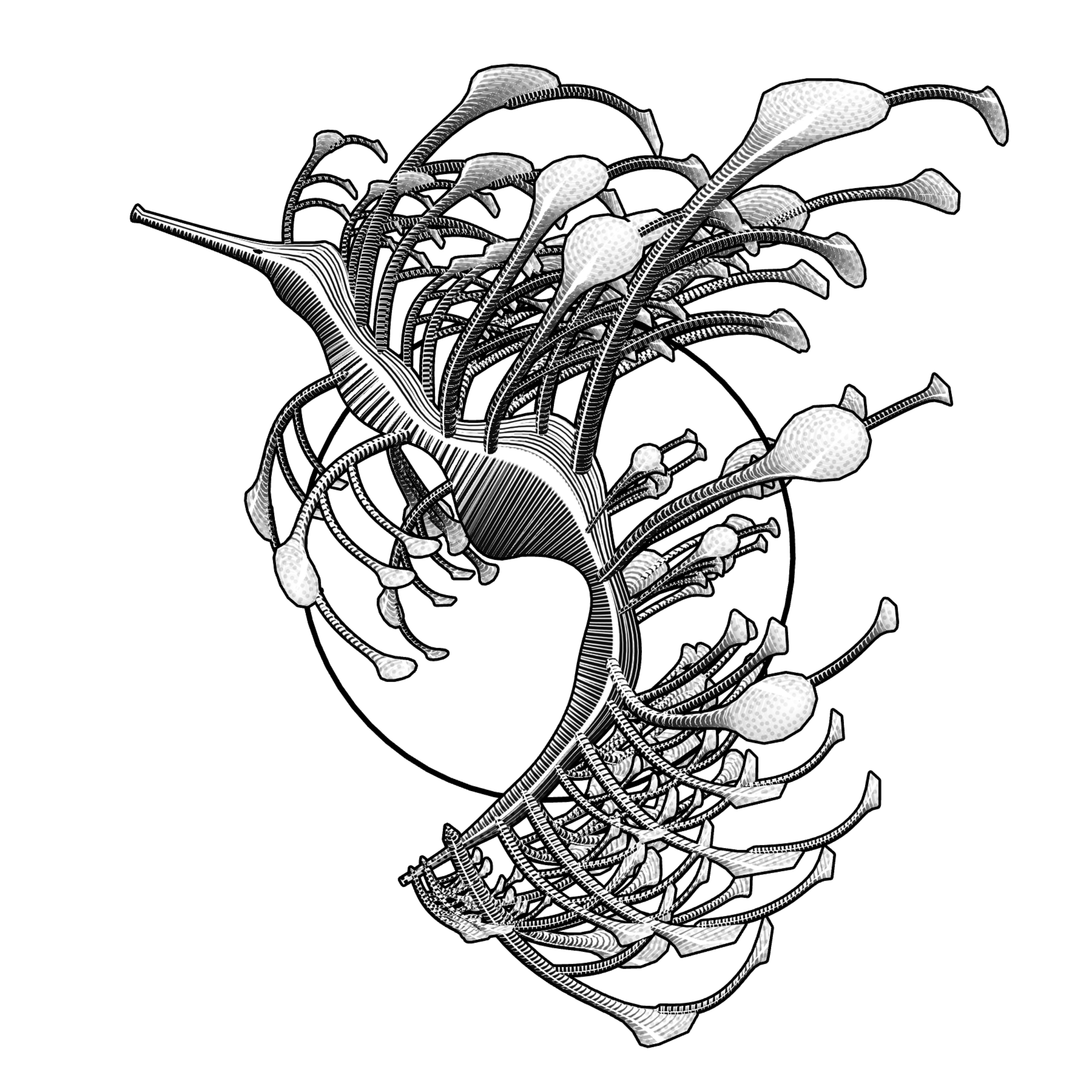 Seadragons #16