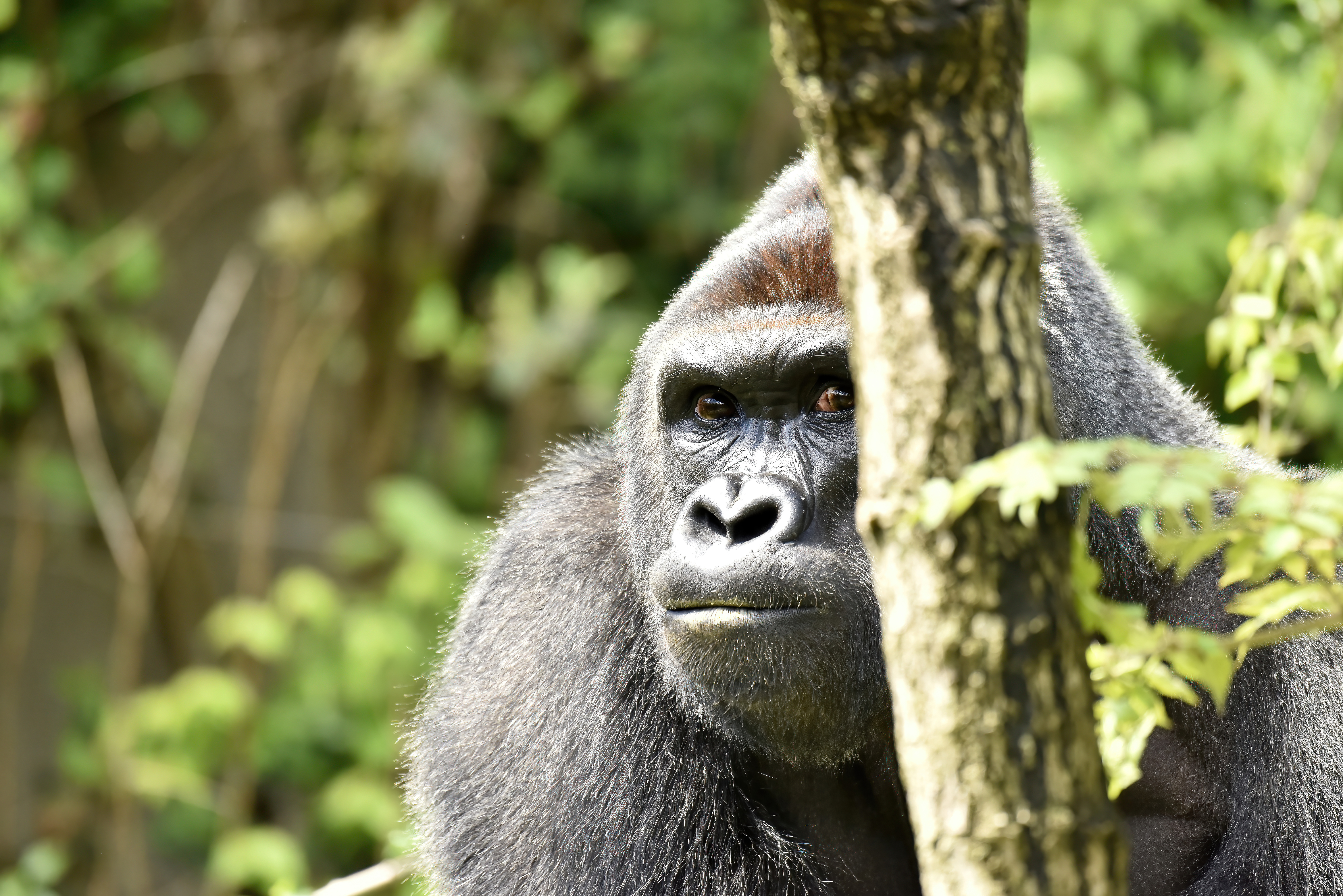 HARAMBE: LEGENDS #344
