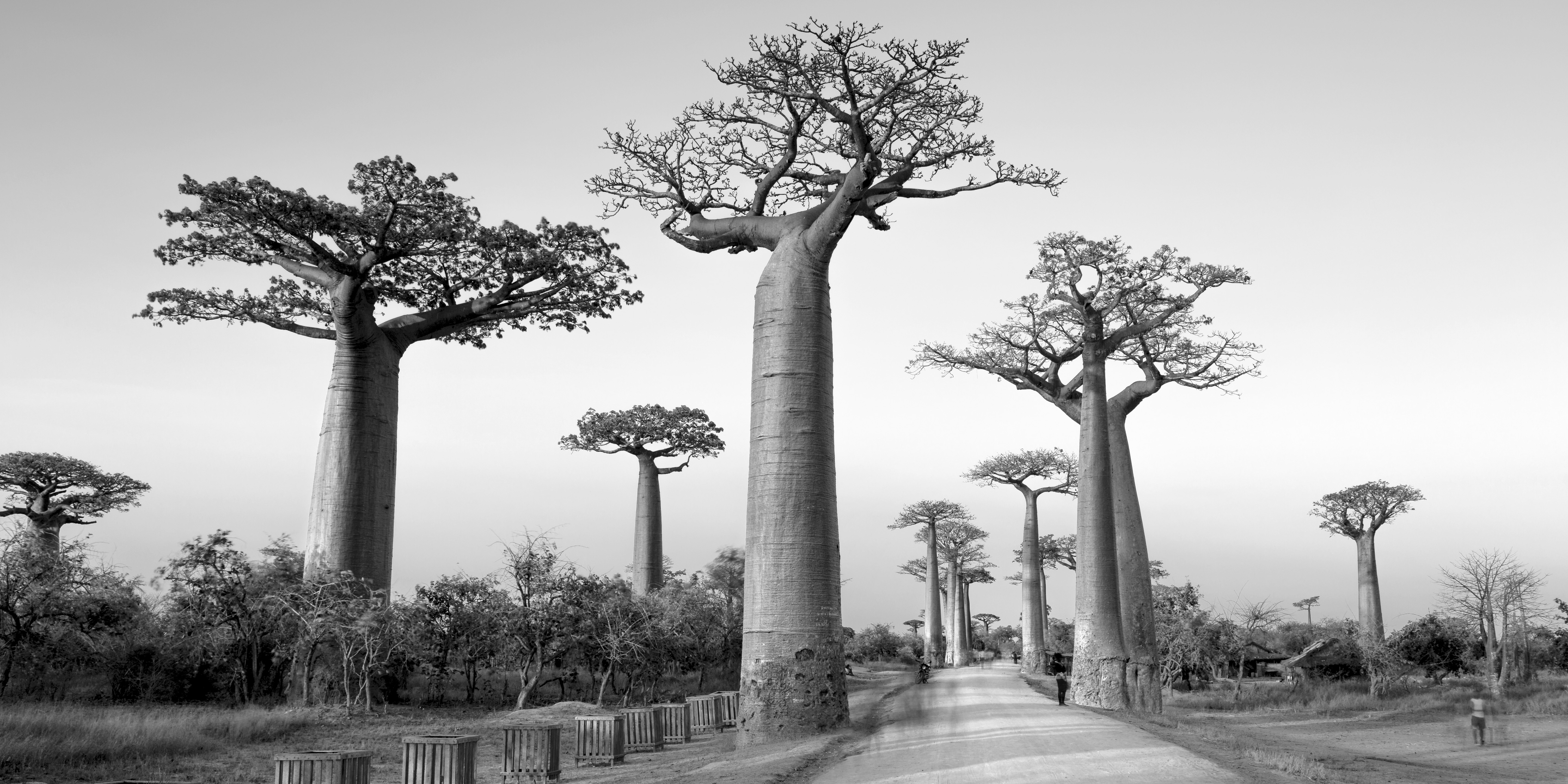 Avenue of Baobabs