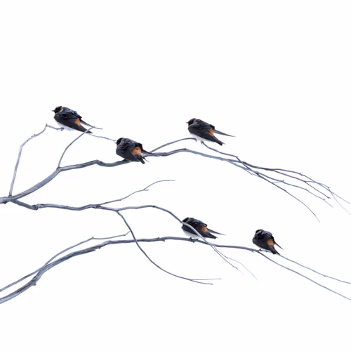 Birds of a Feather