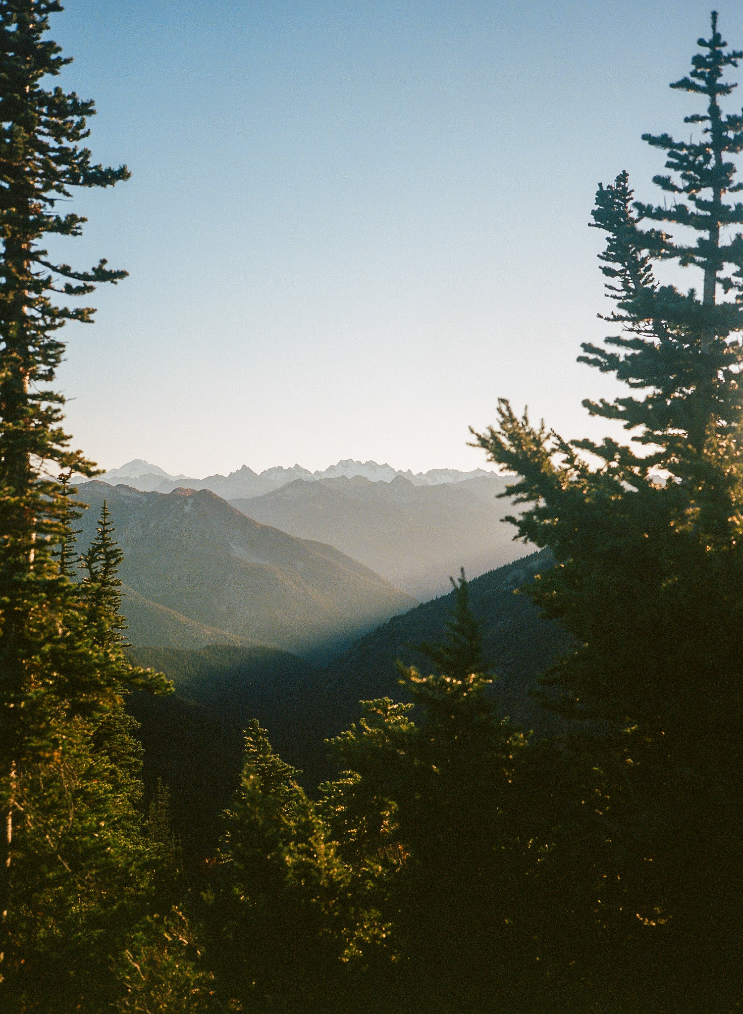 Pine Frames