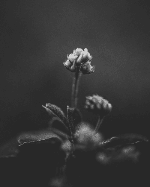Dualism