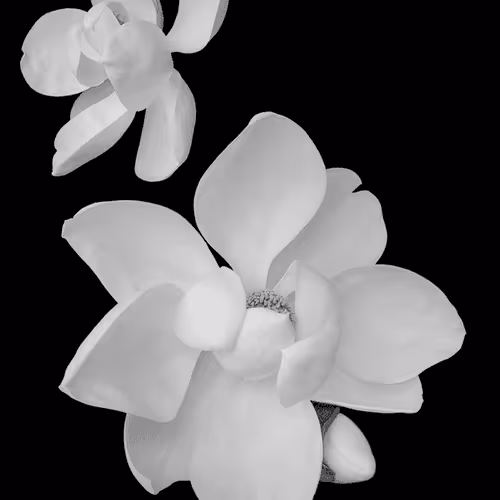 Magnolia Blossoms 