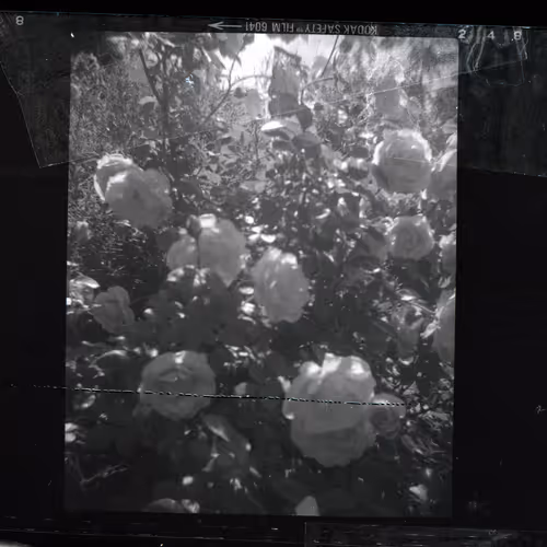 Kodachrome #801