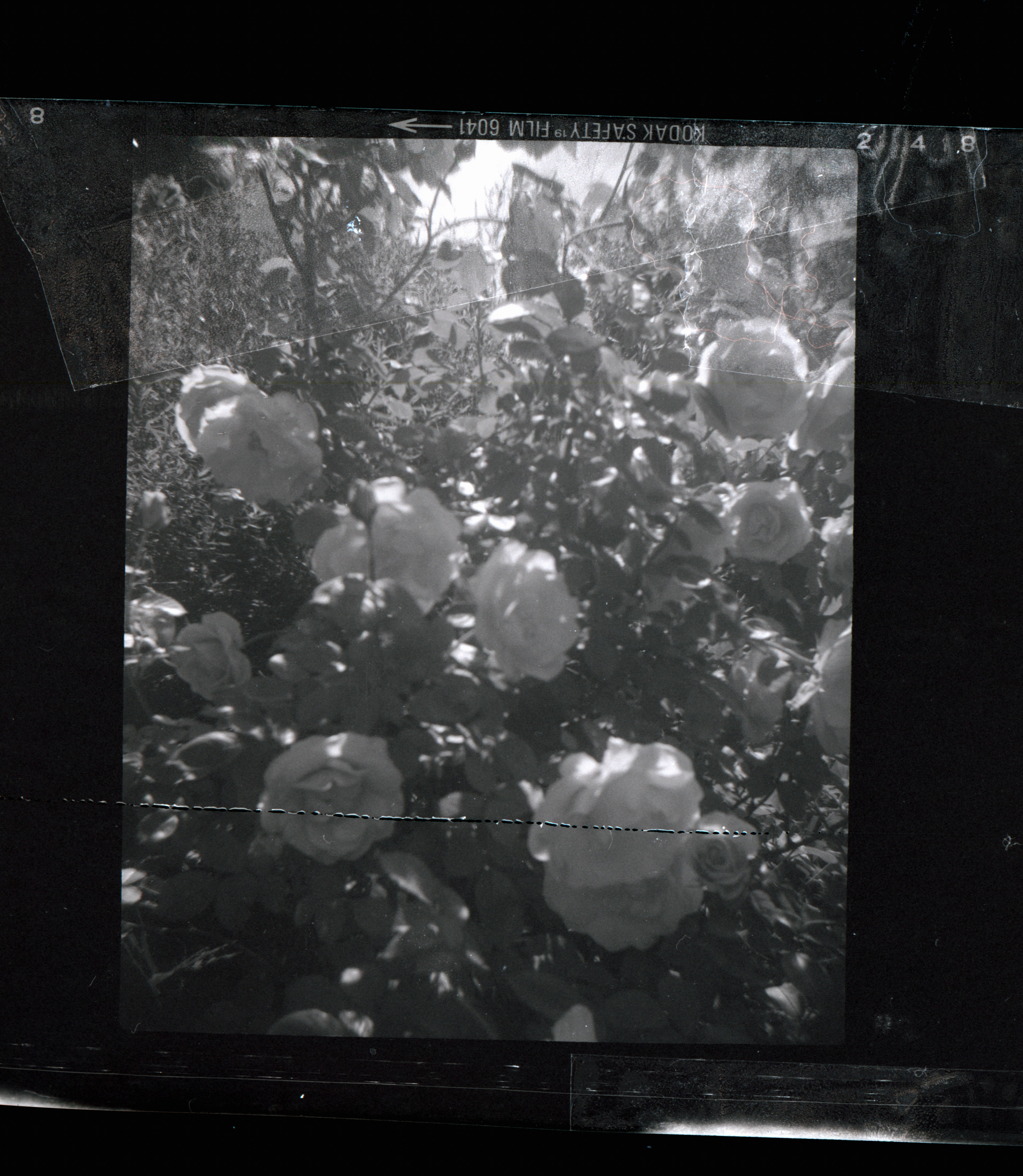 Kodachrome #801